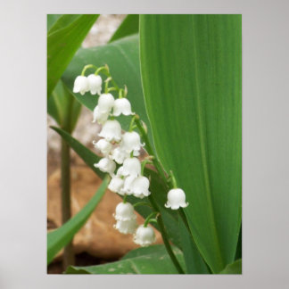 Lily of the Valley Poster