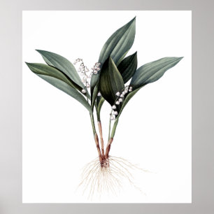 Lily of the valley premium botanical print poster
