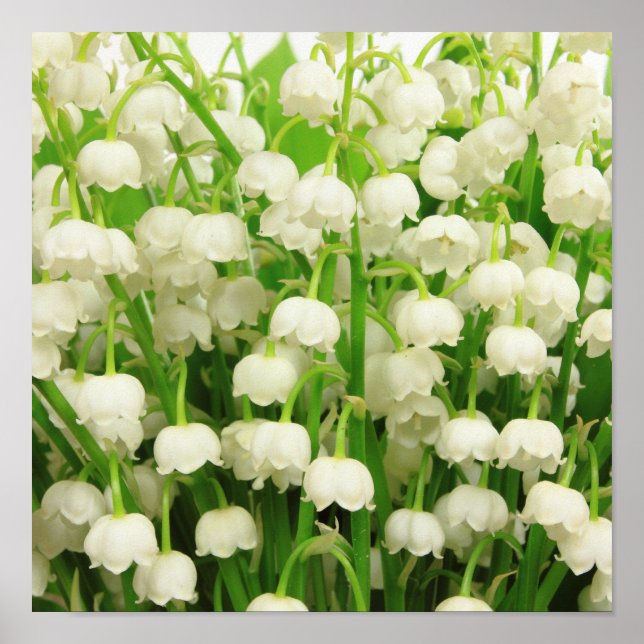 Lily of the Valley Vår blommor Poster (Framsidan)