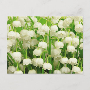 Lily of the Valley Vår blommor Vykort