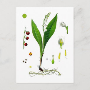 Lily of the Valley Vykort