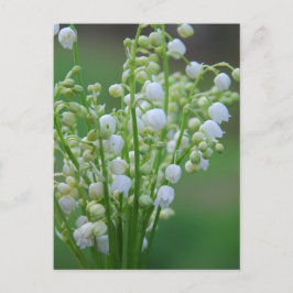 Lily of the valley vykort
