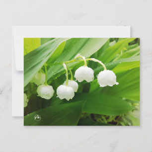 Lily of the valley vykort