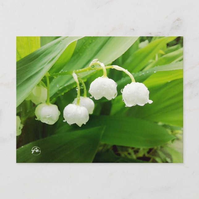 Lily of the valley vykort (Framsida)