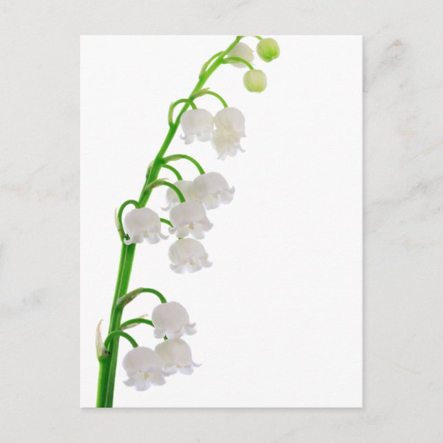 Lily of the Valley Vykort (Framsida)