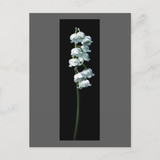 LILY OF THE VALLEY VYKORT