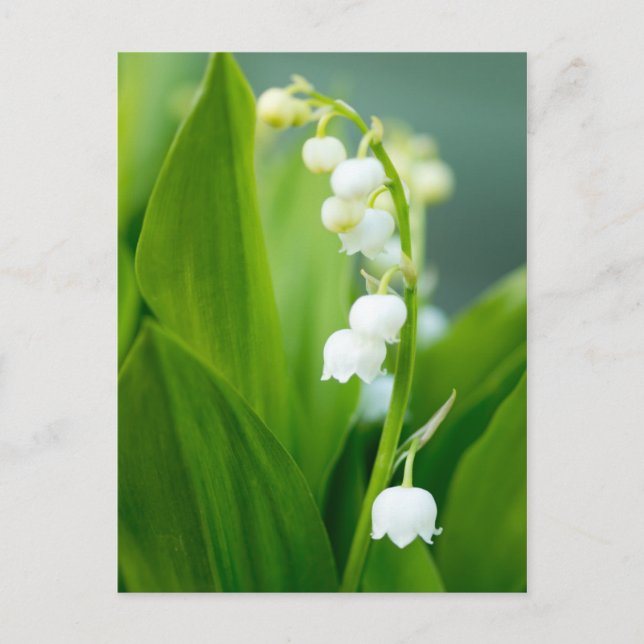 Lily of the Valley Vykort (Framsida)