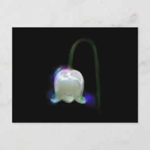 LILY OF THE VALLEY VYKORT