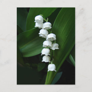 Lily of the Valley-vykort Vykort