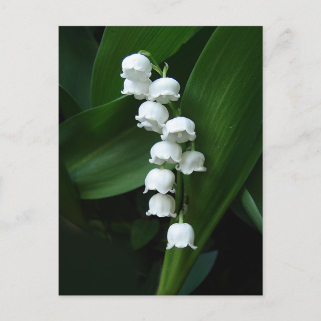 Lily of the Valley-vykort Vykort (Framsida)