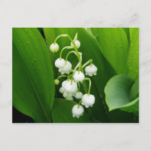 Lily-of-the-Valley-vykort Vykort