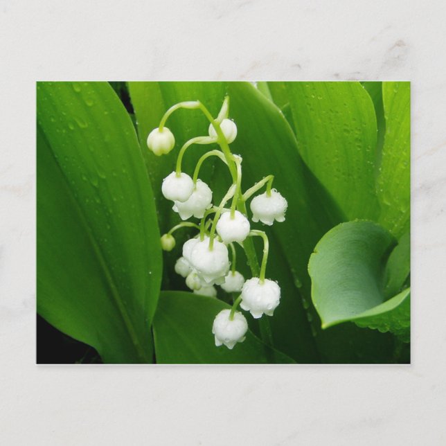 Lily-of-the-Valley-vykort Vykort (Framsida)