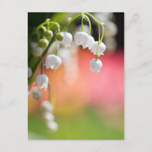 Lily of the Valley-vykort Vykort