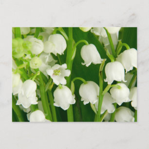 Lily of the Valley White Vår blommor Vykort