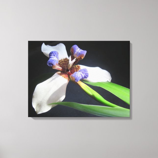 Lily On Wrapped Canvas (Framsida)
