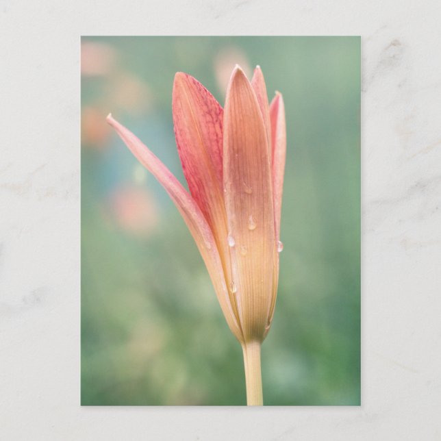 Lily öppnar på en daglig morgon vykort (Framsida)