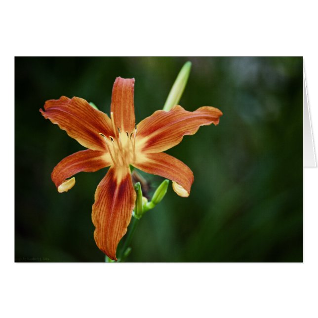 Lily P6588-kort OBS Kort (Framsidan Horizontal)
