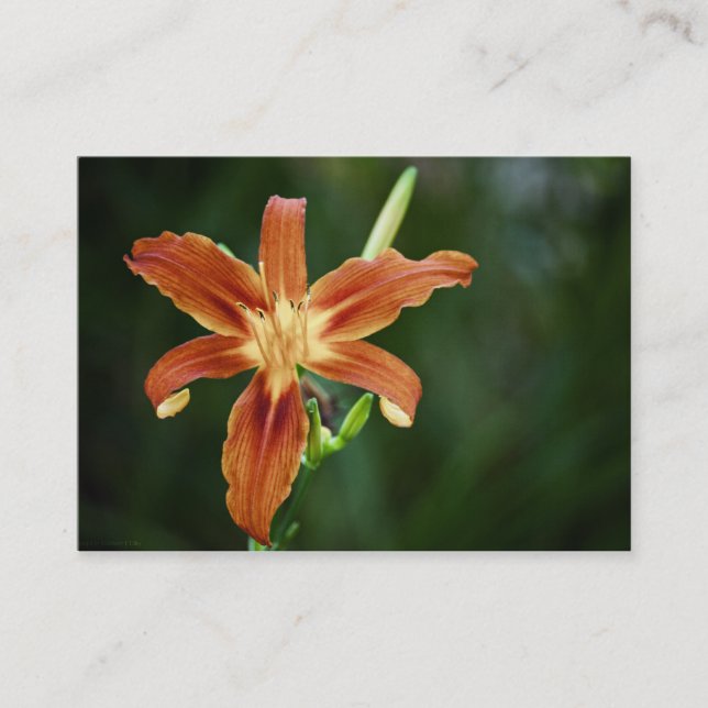 Lily P6588 Mini Print Visitkort (Framsida)