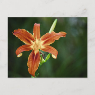 Lily P6588-vykort Vykort