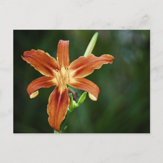 Lily P6588-vykort Vykort (Framsida)