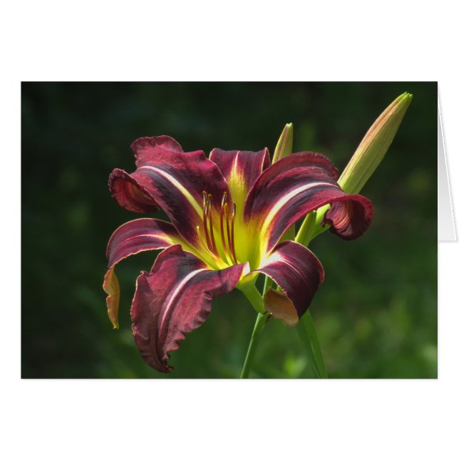 Lily på natten - Daylily Hälsningskort (Framsidan Horizontal)