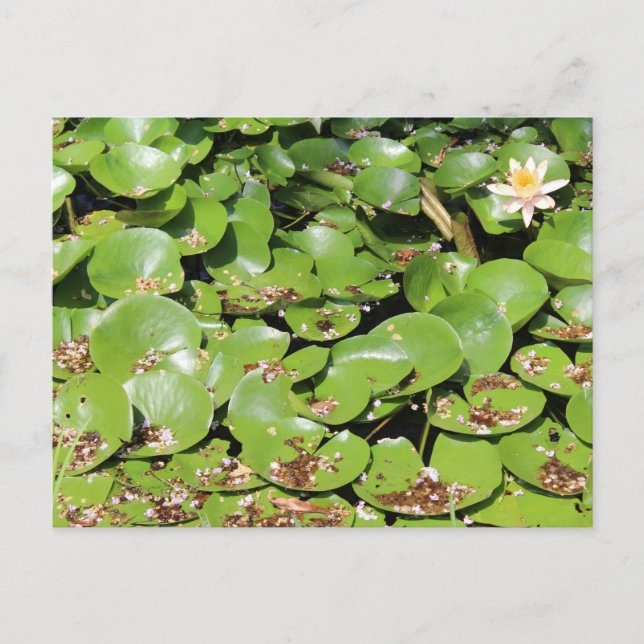 Lily Pad # 1 Vykort (Framsida)