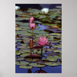 Lily Pad Art Poster -24x36 -andra storlekar tillgä