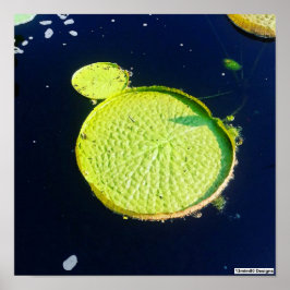 Lily Pad (Chicago) - Affisch
