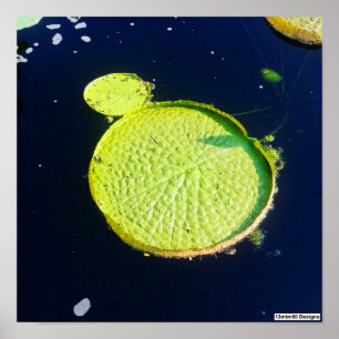 Lily Pad (Chicago) - Affisch