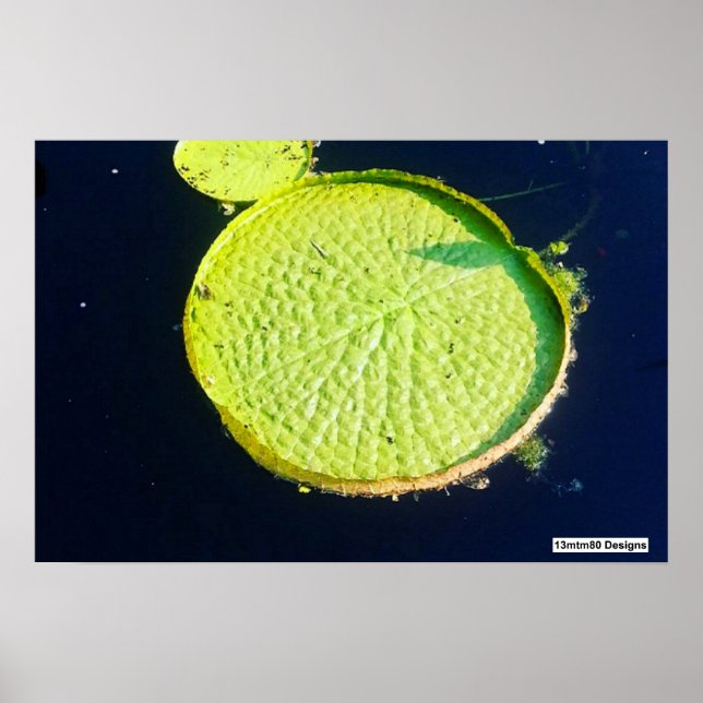 Lily Pad (Chicago) - Affisch (Framsidan)
