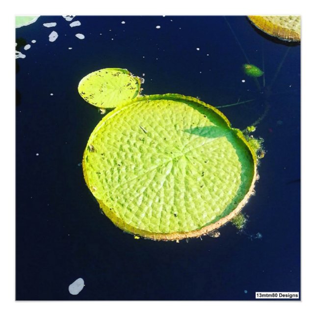 Lily Pad (Chicago) - Photo Print Fototryck (Framsidan)