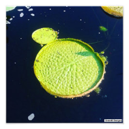 Lily Pad (Chicago) - Photo Print Fototryck