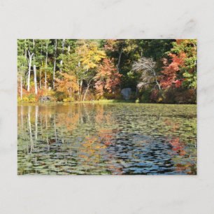 Lily Pad Cove på Whitney Pond Vykort