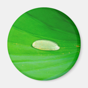 Lily Pad Magnet