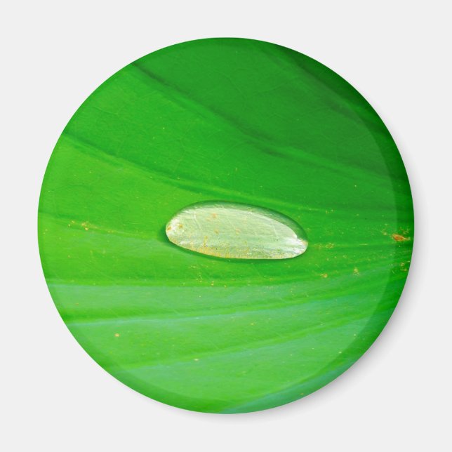 Lily Pad Magnet (Framsidan)