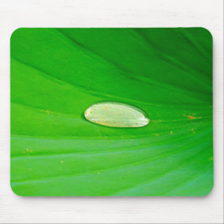 Lily Pad Musmatta