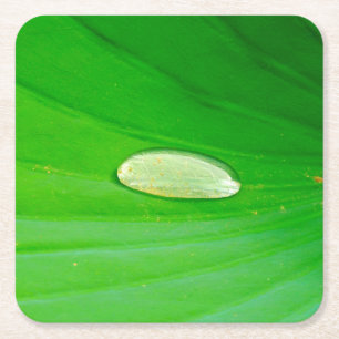 Lily Pad Papprare Underlägg Papper Kvadrat