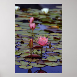 Lily Pad Photo Poster -24x36 -andra storlekar ocks
