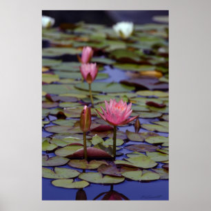 Lily Pad Photo Poster -24x36 -andra storlekar ocks