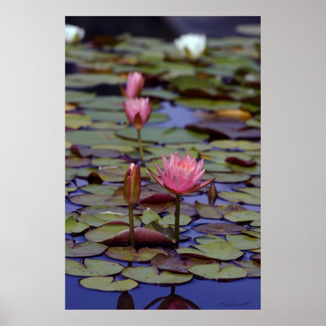 Lily Pad Photo Poster -24x36 -andra storlekar ocks (Framsidan)