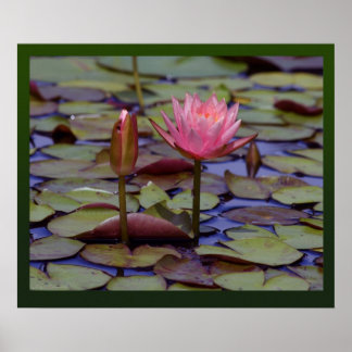 Lily Pad Photo Prints - 24 x 20 andra storlekar fi Poster