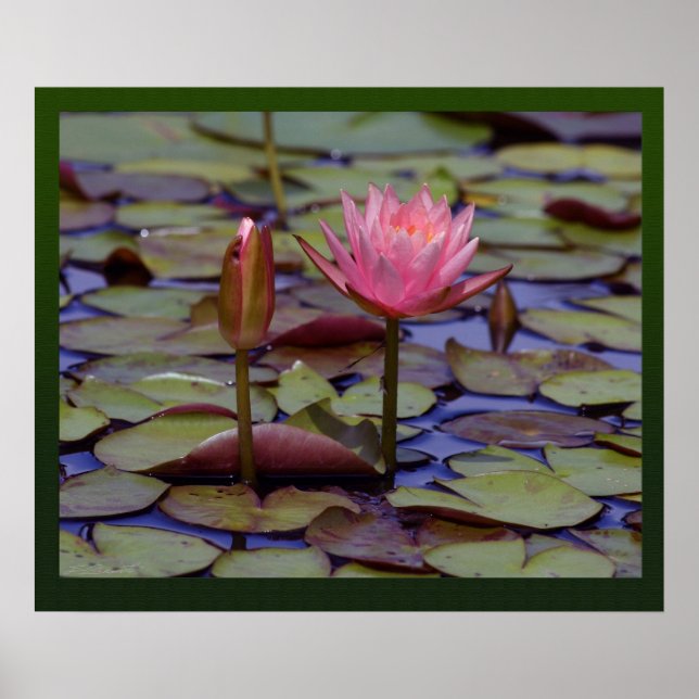 Lily Pad Photo Prints - 24 x 20 andra storlekar fi Poster (Framsidan)
