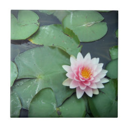 Lily Pad Pond Flower, Rosa and Grönt Photo Tile Kakelplatta