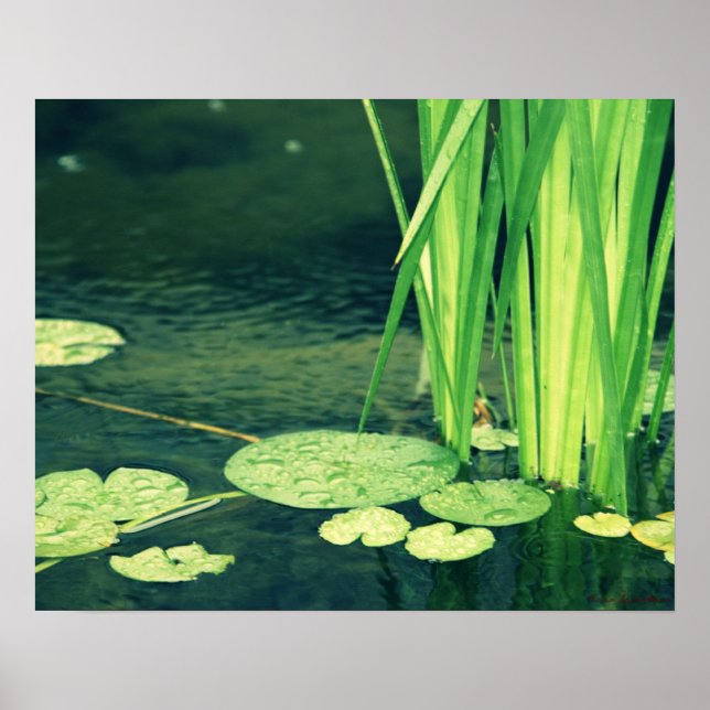 Lily Pad Pond Poster (Framsidan)