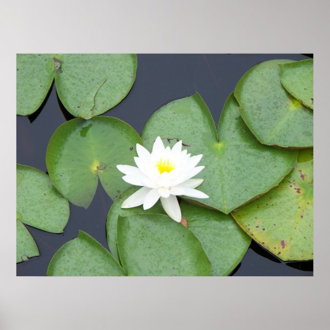 Lily Pad Poster (Framsidan)