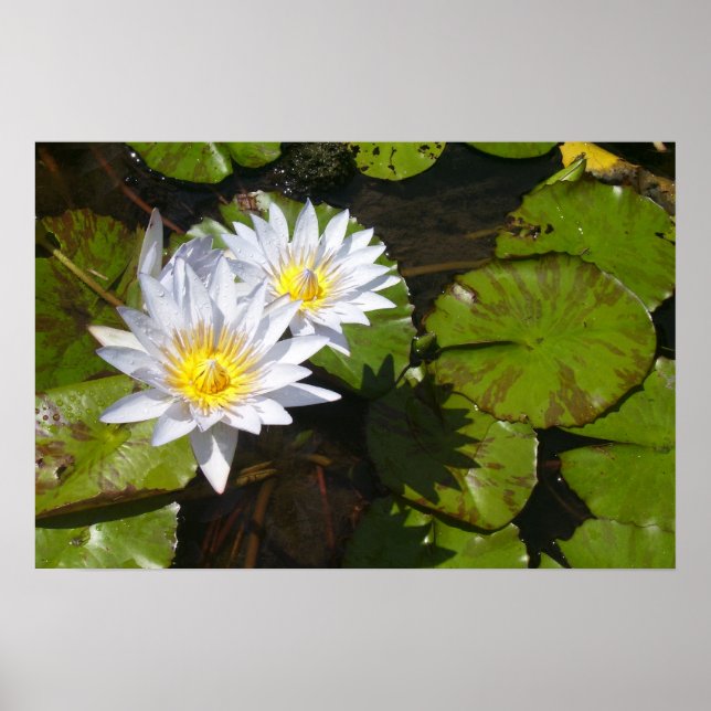 Lily Pad Print Poster (Framsidan)