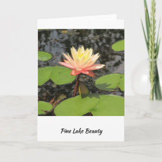 Lily Pad-skönhet! Kort