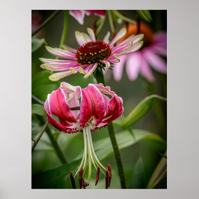 Lily  poster (Framsidan)