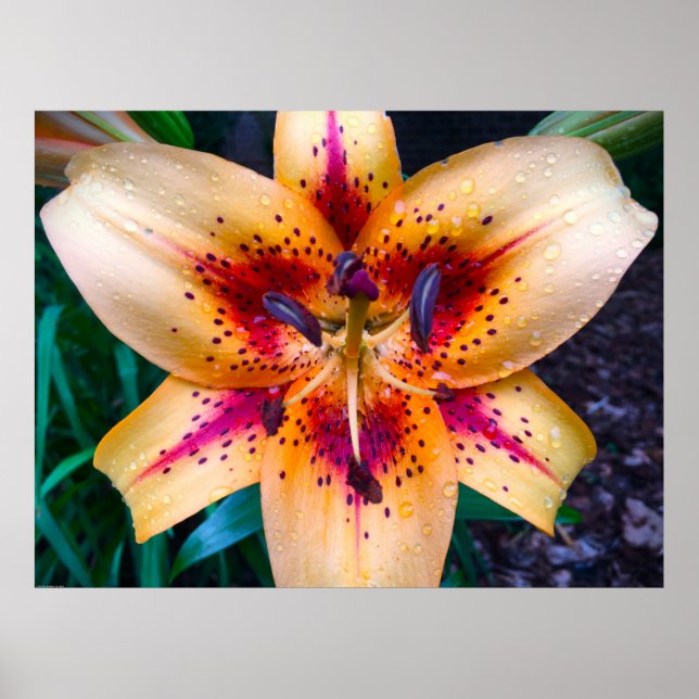 Lily. Poster (Framsidan)