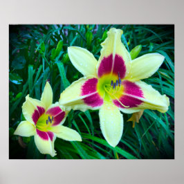 Lily. Poster